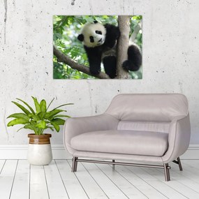Obraz - Panda na drzewie (70x50 cm)