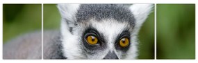 Obraz lemura (170x50 cm)