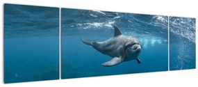 Obraz - Delfin pod wodą (170x50 cm)