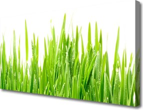 Obraz drukowany na płótnie Poranna Rosa na Trawie