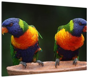 Obraz na szkle - papugi (70x50 cm)