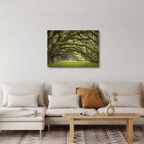 Obraz na szkle - Oaks Avenue, Charleston, Karolina Południowa, USA (70x50 cm)