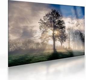 Obraz na szkle - drzewo we mgle (70x50 cm)