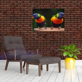 Obraz na szkle - papugi (70x50 cm)