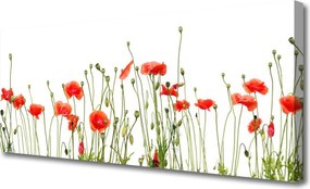 Obraz canvas Maki o Poranku