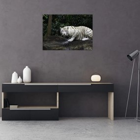 Obraz na szkle - Tygrys albinos (70x50 cm)