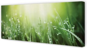 Zdjęcie na płótnie Słoneczne Krople na Trawie