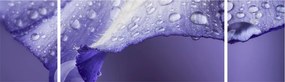 Obraz - Płatek z kroplami (170x50 cm)