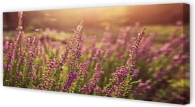 Duży obraz na płótnie Pole Wrzosów