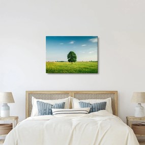 Obraz drzewa na środku łąki (70x50 cm)