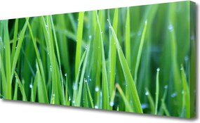 Obraz canvas Poranna Świeżość Trawy