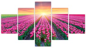 Obraz pole tulipanów ze słońcem (125x70 cm)