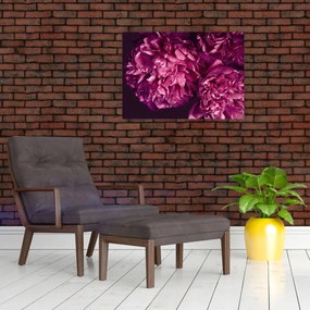 Obraz - Kwiaty piwonii (70x50 cm)