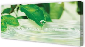 Zdjęcie na płótnie Krople Deszczu na Liściach