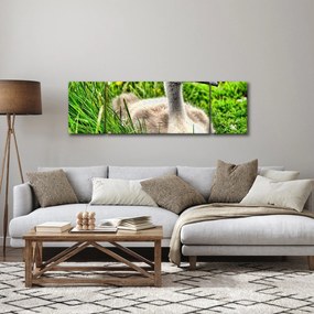 Obraz - mały łabędź w trawie (170x50 cm)