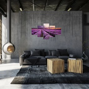 Obraz - Pole lawendy o zachodzie słońca (125x70 cm)
