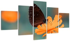 Obraz - motyl na pomarańczowym kwiatku (125x70 cm)
