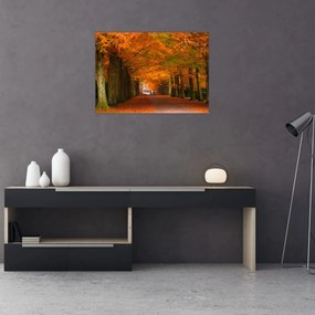 Obraz na szkle - Aleja drzew jesienią (70x50 cm)