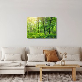 Obraz na szkle - Wiosenny las liściasty (70x50 cm)