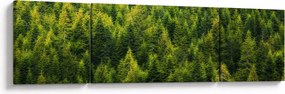 Obraz - Gęsty las (170x50 cm)