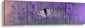 Obraz - Motyl w lawendach (170x50 cm)