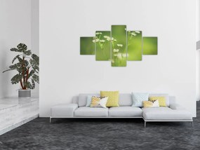 Obraz stokrotek (125x70 cm)