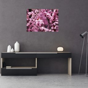 Obraz - Różowa sakura (70x50 cm)