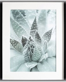 Obraz Succulents III 40x50cm