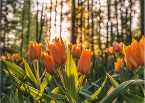 Obraz na szkle - kwiaty tulipanów (70x50 cm)