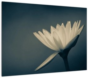 Obraz na szkle kwiatu (70x50 cm)