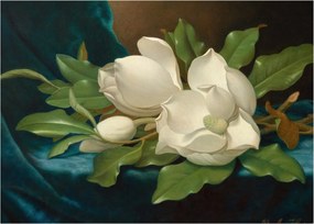 Obraz - Martin Johnson Heade, Giant Magnolias on a Blue Velvet Cloth, reprodukcje (70x50 cm)