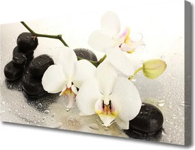 Obraz canvas na ścianę Egzotyczny Biały Storczyk