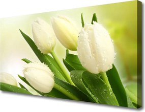 Obraz na płótnie Wiosenna Świeżość Tulipanów