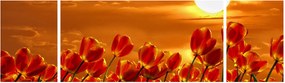 Obraz kwitnącego pola z tulipanami (170x50 cm)