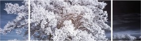 Obraz - Śnieżnobiałe drzewo (170x50 cm)