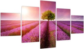 Obraz pola z lawendą (125x70 cm)