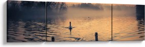 Obraz łabędzi na wodzie we mgle (170x50 cm)