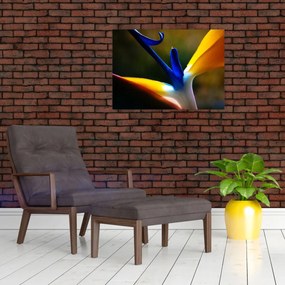 Obraz - Egzotyczny kwiat (70x50 cm)