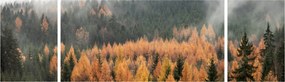 Obraz - Jesienny las (170x50 cm)