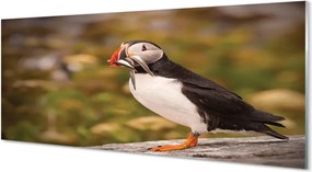 Panel Kuchenny Szklany Portret Barwnej Papugi