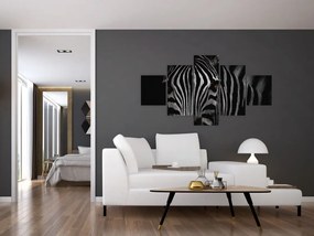 Obraz zebry (125x70 cm)