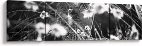 Obraz - Pajęczyna na łące (170x50 cm)