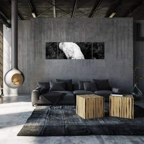 Obraz - Paw, czarno - biały (170x50 cm)