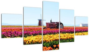 Obraz farmy tulipanów (125x70 cm)