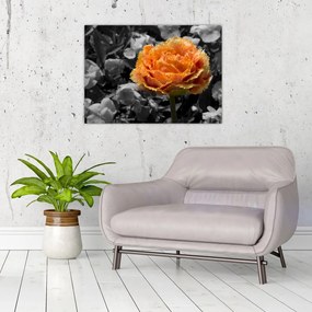 Obraz na szkle kwiatu (70x50 cm)