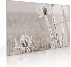 Obraz na szkle - Oset w zimie (70x50 cm)