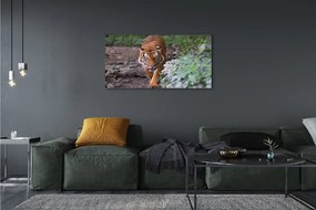 Duży obraz na płótnie Tygrys w Naturalnym Środowisku