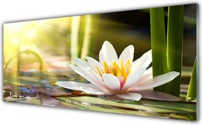 Panel nad blat kuchenny Pływająca Lilia Wodna