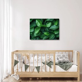 Obraz na szkle - Zielone liście (70x50 cm)