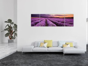 Obraz - Pole lawendy o zachodzie słońca (170x50 cm)